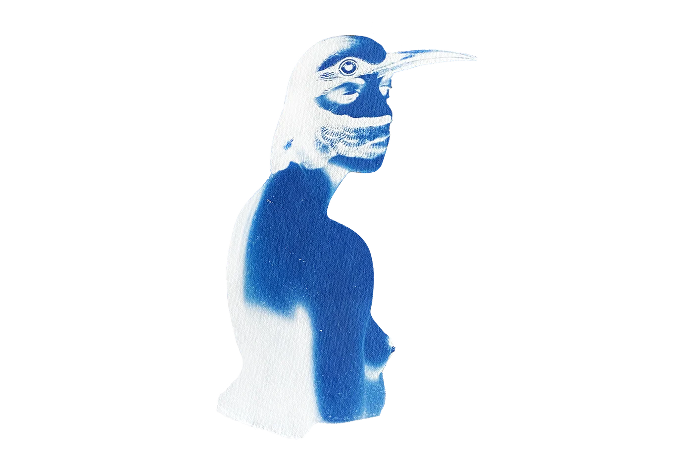 Chloe McCarrick Cyanotype Artist Gaia Collection