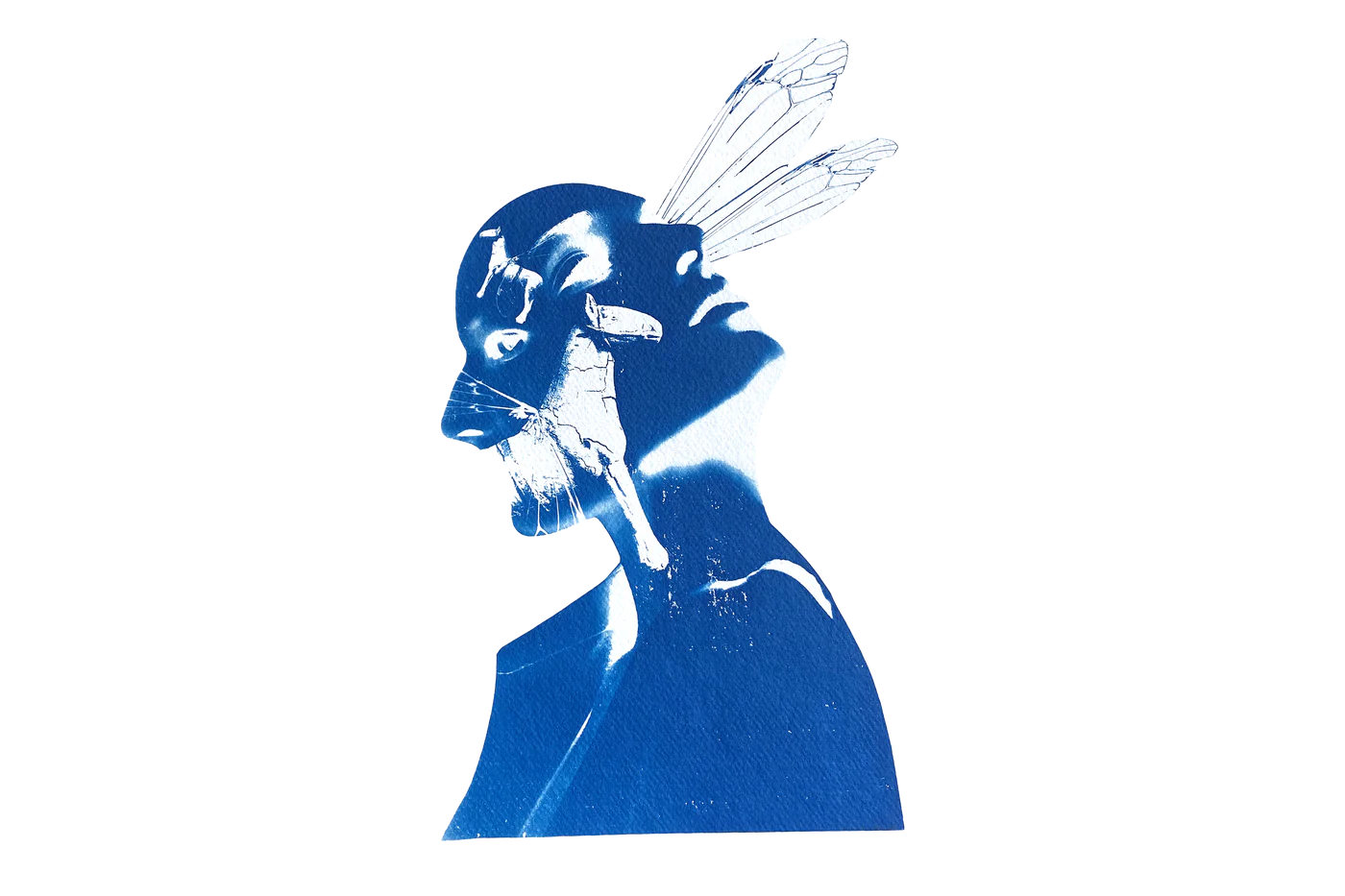Chloe McCarrick Cyanotype Artist ada lovelace collection