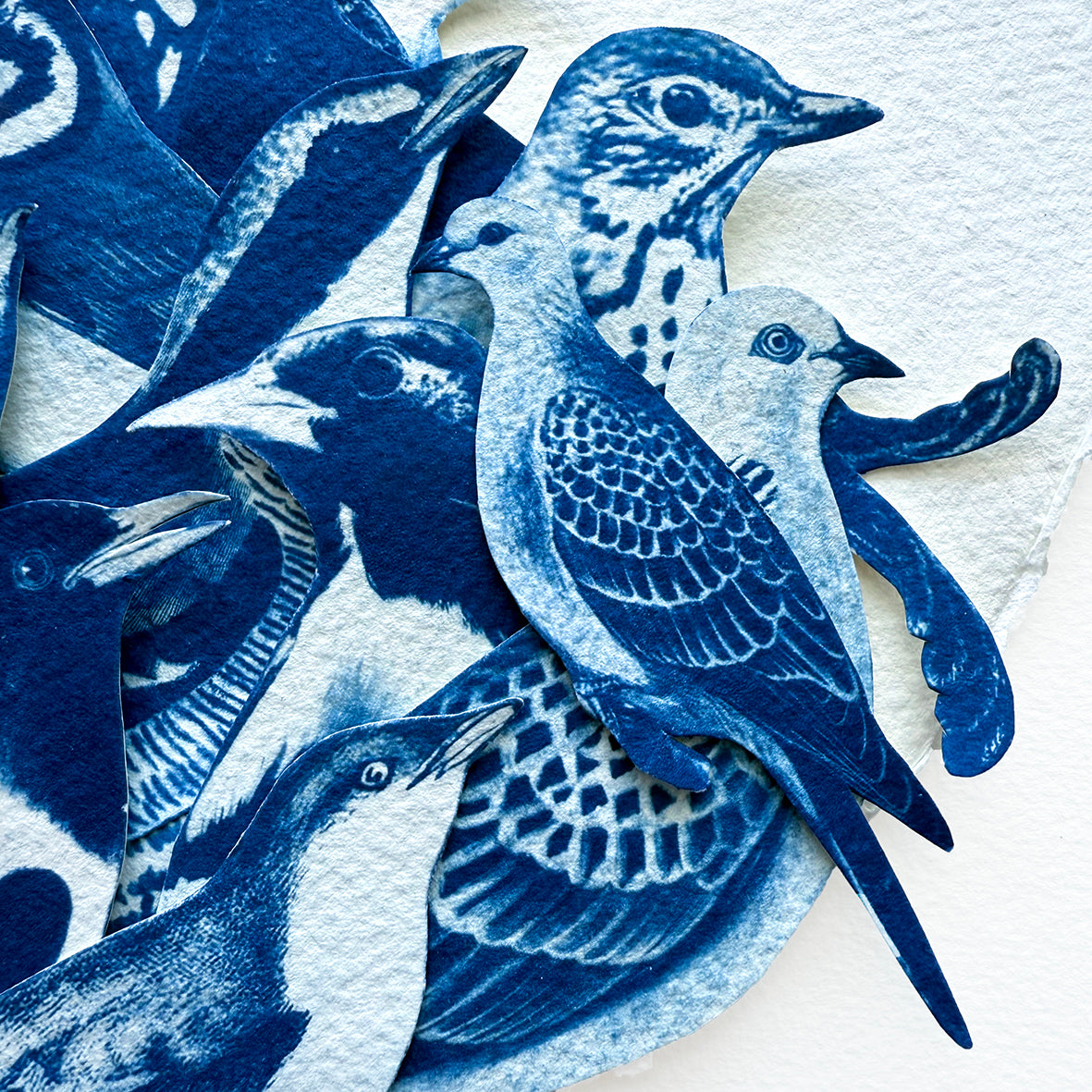 Feathered Lament