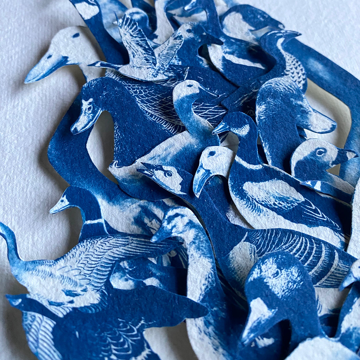 Frontiers in Feathered Health