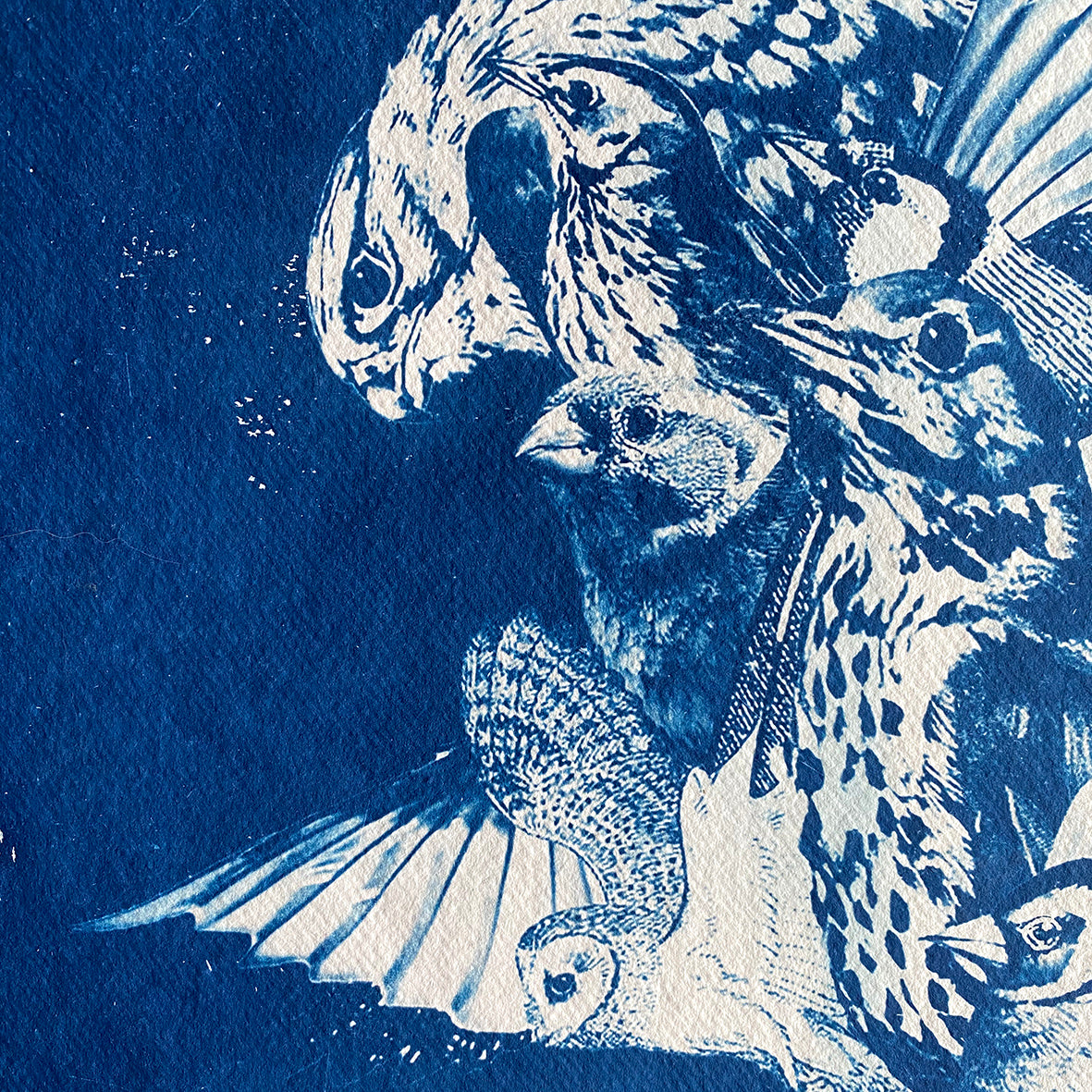 Wings and the Woman XL